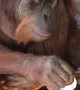 Orangutan Dunks Bun in Cup of Tea