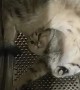 Cat Makes Itself Comfortable in the Washing Machine