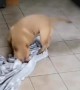 Thor Scoots on Blanket to Keep Floor Clean