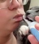 Kitten Bites on Electric Toothbrush