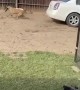 Belgium Malinois Leaps Without Looking