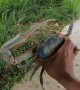 Giant Blue Crab Found Crossing Road