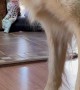 Golden Pounces on Light Dot on Rug