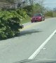 Fallen Tree Can't Stop This Car