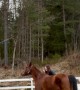 Horse Attempting Side-Walk Hops Like Rabbit Instead