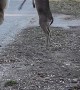 Deer Getting Feisty For Food