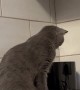 Toaster Startles Kitty Off the Counter