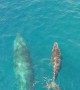 Humpback Whale and Calf in Socorro