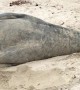 Rare Elephant Seal Washes Up on the Beach