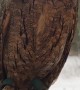 Eurasian Scops Owl Shows off Flexible Neck