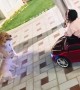 Child in Toy Car Doesn't Want Dogs to Fight