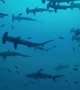 School of Hammerhead Sharks