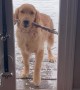 Golden Retriever Puppy Struggles to Get Inside with New Stick