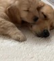 Golden Retriever so happy to get a puppy for Christmas