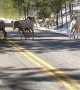 Big Horn Sheep Road Block in Montana