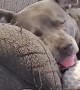 Sleeping Pit Bull has Wild Dreams