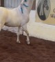 Horse Plays With Yoga Ball