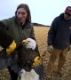 Injured bald eagle rescued from Wisconsin roadside