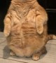 Real-Life Garfield Stands in the Corner
