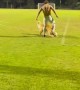 Golden Retriever Pup Plays Soccer With Human Brother