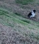 Playful Pupper Rolls Backward on Hill
