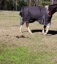 Horse Plays in Muddy Pond