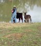 Fisherman Joined by Animal Friends