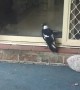 Magpie at the Door Whines Like a Dog