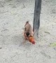Monkey Rides Around on Other Animals