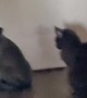 Cat puts cane corso puppy in time out