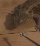 Handsome Lizard Stumpy Doesn't See Tasty Treat