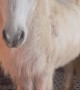 Hrimnir an Icelandic Horse Breaks into House