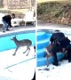 Police rescue deer trapped in swimming pool