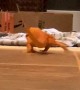 Lizard Slips on the Floor
