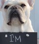 French Bulldogs Have an Announcement