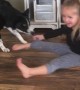Playful Border Collie Pulls Best Friend Around