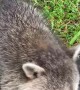 Cute Little Raccoon Plays With Water