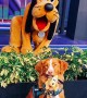 Dog\'s dream to meet Pluto finally comes true