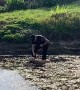 Police officer rescues dog stuck in mud