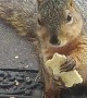 Squirrel Munches on Treat