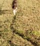 Kitty Walks Along Well Beaten Path