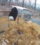 Pigs Fight off Hungry Black Bear
