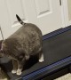 Surprising the Cat by Turning the Treadmill On