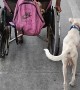 Dog Helps Push Owner's Wheelchair
