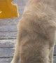 Harper the Golden Retriever Struggles with Cheese on Glass Door