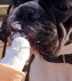 Boxer Pup Enjoys Ice Cream Cone
