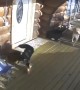 Moose Chases Dogs onto Porch