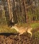Sandy Springs Police Officers rescue and free a deer in distress