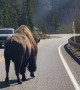 Giant Bison Out For a Walk on a Yellowstone Road