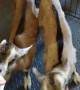Twin Baby Goats Love Mealtime